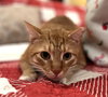 Leo #check-meowt - Photo 2
