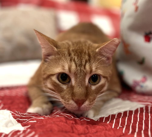 LEO #CHECK-MEOWT - Tabby / Domestic Short Hair available for adoption
