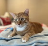 Leo #check-meowt - Photo 3