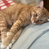 Leo #check-meowt - Photo 4