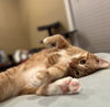 Leo #check-meowt - Photo 5
