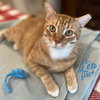 Leo #check-meowt - Photo 1