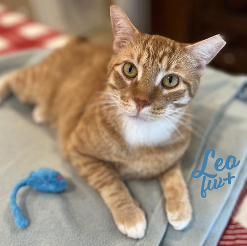 LEO #CHECK-MEOWT - Tabby / Domestic Short Hair available for adoption
