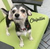 adoptable Dog in  named Chipilin #happy-go-lucky