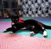 Eve #feline-chanteuse - Photo 2