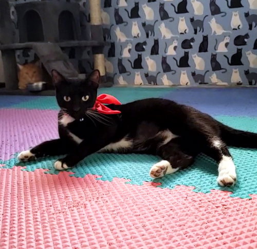 EVE #FELINE-CHANTEUSE - Tuxedo / Domestic Short Hair available for adoption