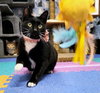 Eve #feline-chanteuse - Photo 3