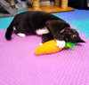 Eve #feline-chanteuse - Photo 4