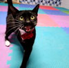 Eve #feline-chanteuse - Photo 5
