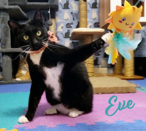 EVE #FELINE-CHANTEUSE - Tuxedo / Domestic Short Hair available for adoption