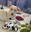 adoptable Dog in Pearland, TX named Daisy #queen-of-zoomies