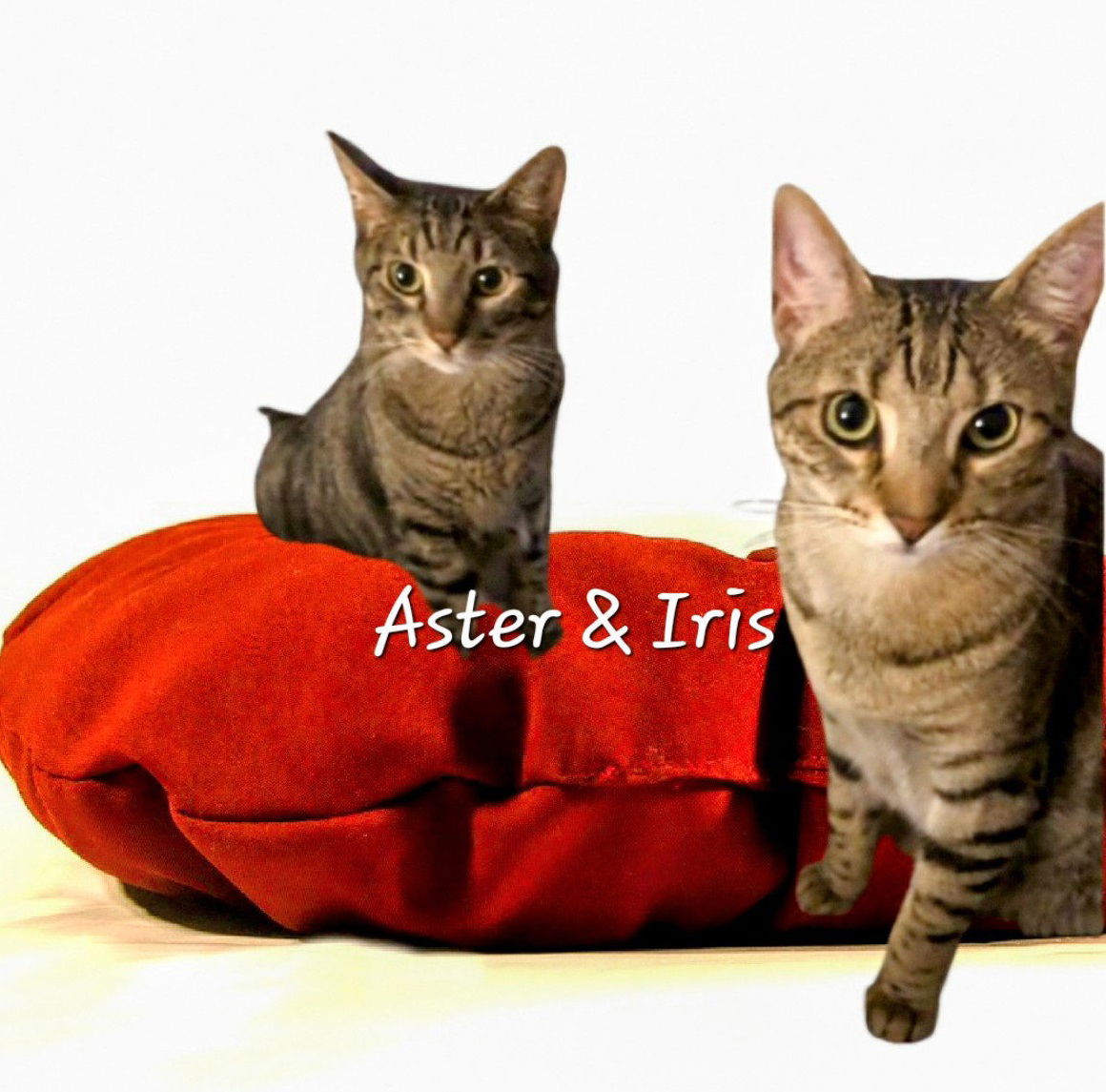 adoptable Cat in Sugar Land, TX named Aster & Iris #bonded-brothers
