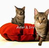 adoptable Cat in Sugar Land, TX named Aster & Iris #bonded-brothers