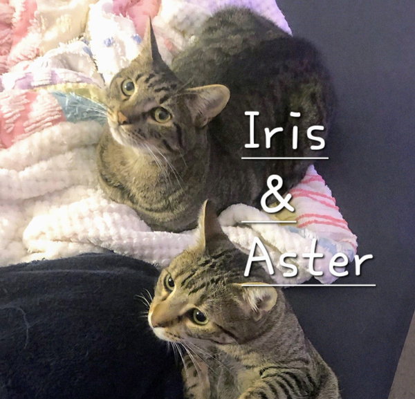 Aster & Iris #bonded-brothers