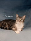 adoptable Cat in Sugar Land, TX named Pascala #sophisticated-lady
