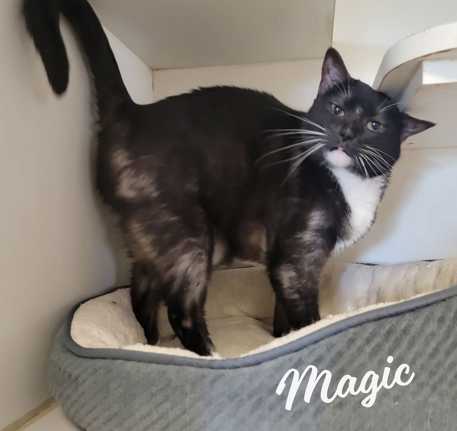 adoptable Cat in Houston, TX named Magic #smoke-tuxedo