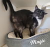 adoptable Cat in  named Magic #smoke-tuxedo