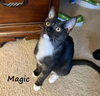 Magic #smoke-tuxedo - Photo 2