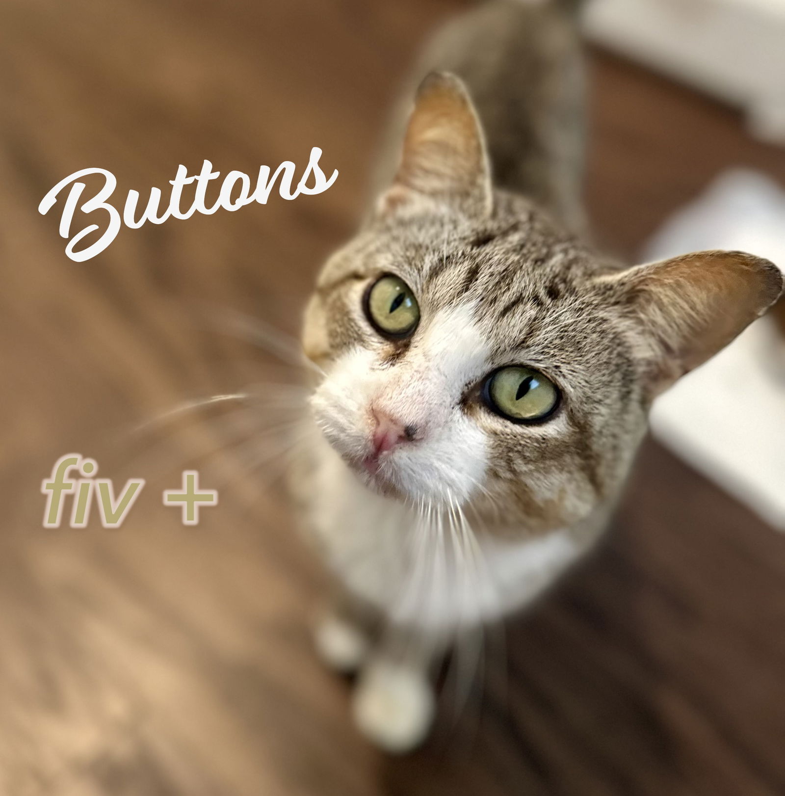 adoptable Cat in Houston, TX named Buttons #bus-stop-buddy