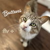 adoptable Cat in  named Buttons #bus-stop-buddy