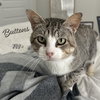 Buttons #bus-stop-buddy - Photo 1
