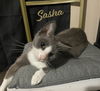 adoptable Cat in  named Sasha #miss-congeniality