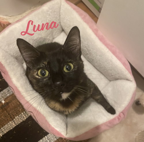 LUNA #FULL-OF-SURPRISES - Tortoiseshell / Domestic Short Hair available for adoption