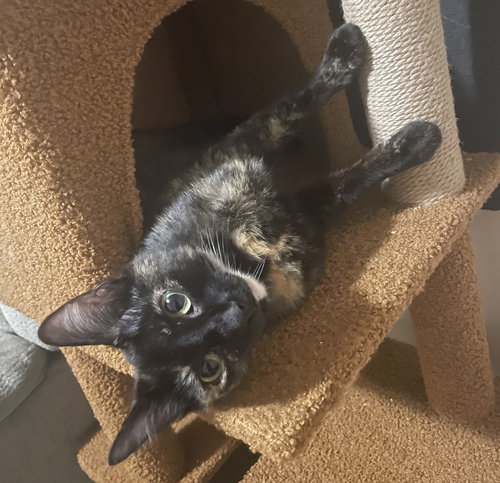 LUNA #FULL-OF-SURPRISES - Tortoiseshell / Domestic Short Hair available for adoption