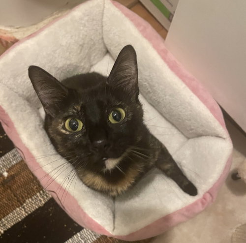LUNA #FULL-OF-SURPRISES - Tortoiseshell / Domestic Short Hair available for adoption