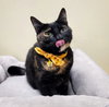Luna #full-of-surprises - Photo 5