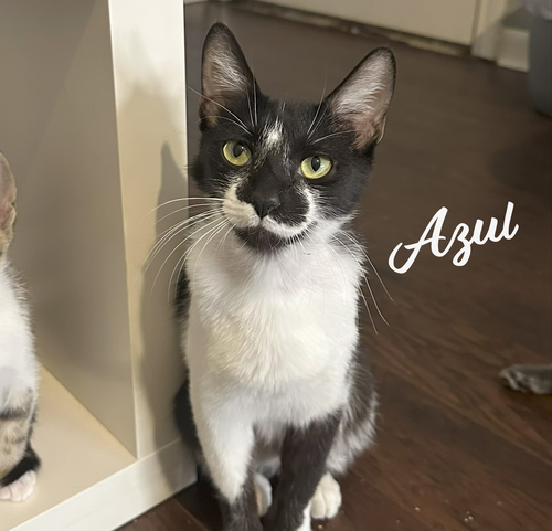 AZUL #NURTURING-SOUL - Domestic Short Hair available for adoption