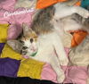 adoptable Cat in  named Cinnamoroll #Sanrio-girl