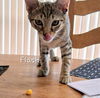 adoptable Cat in Sugar Land, TX named Flash #Cheeto-bandit-extraordinaire