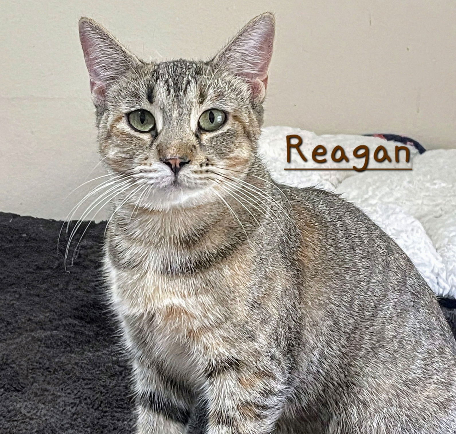adoptable Cat in Sugar Land, TX named Reagan #car-ride-queen
