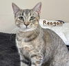 adoptable Cat in Sugar Land, TX named Reagan #car-ride-queen