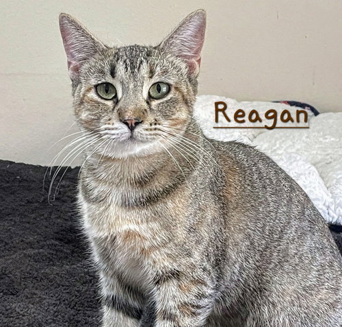 REAGAN #CAR-RIDE-QUEEN - Torbie available for adoption