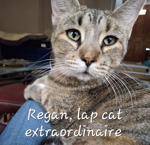 REAGAN #CAR-RIDE-QUEEN - Torbie available for adoption