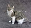 adoptable Cat in Sugar Land, TX named Dakota #tunnel-expert