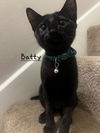 adoptable Cat in Sugar Land, TX named Batty #loves-batting-toys