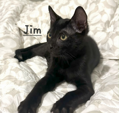 JIM #BEAM - Bombay available for adoption