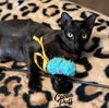 adoptable Cat in  named Cocoa Puff #snuggle-bunny