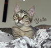 adoptable Cat in  named Bella #sister-of-Alice