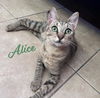 adoptable Cat in  named Alice #sister-of-Bella