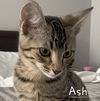 adoptable Cat in Sugar Land, TX named Ash #10-siblings