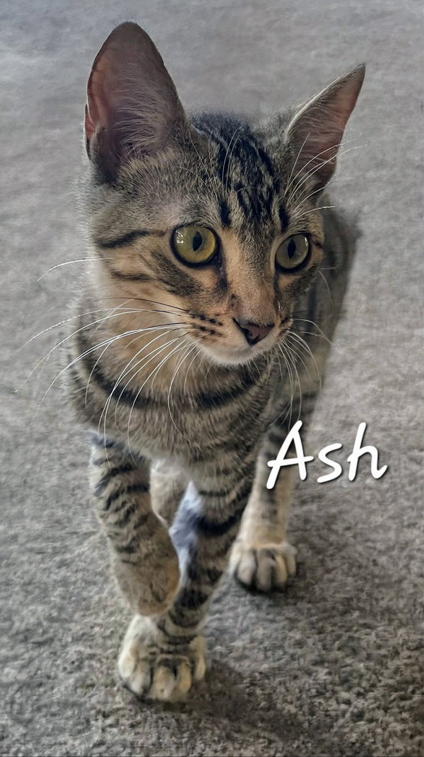 Ash #10-siblings