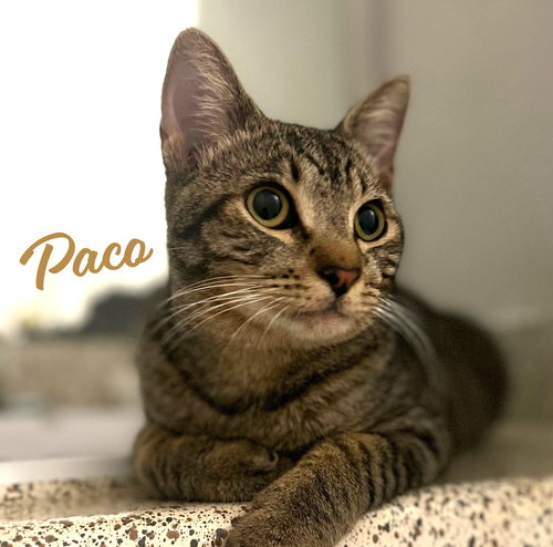 PACO #BOLD-ADVENTURER - Tabby / Domestic Short Hair available for adoption
