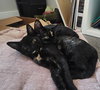Florence & Frida #bonded-sisters - Photo 4