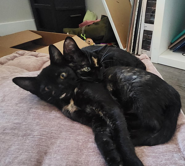 Florence & Frida #bonded-sisters