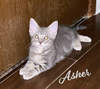 adoptable Cat in  named Asher #innocent-charmer