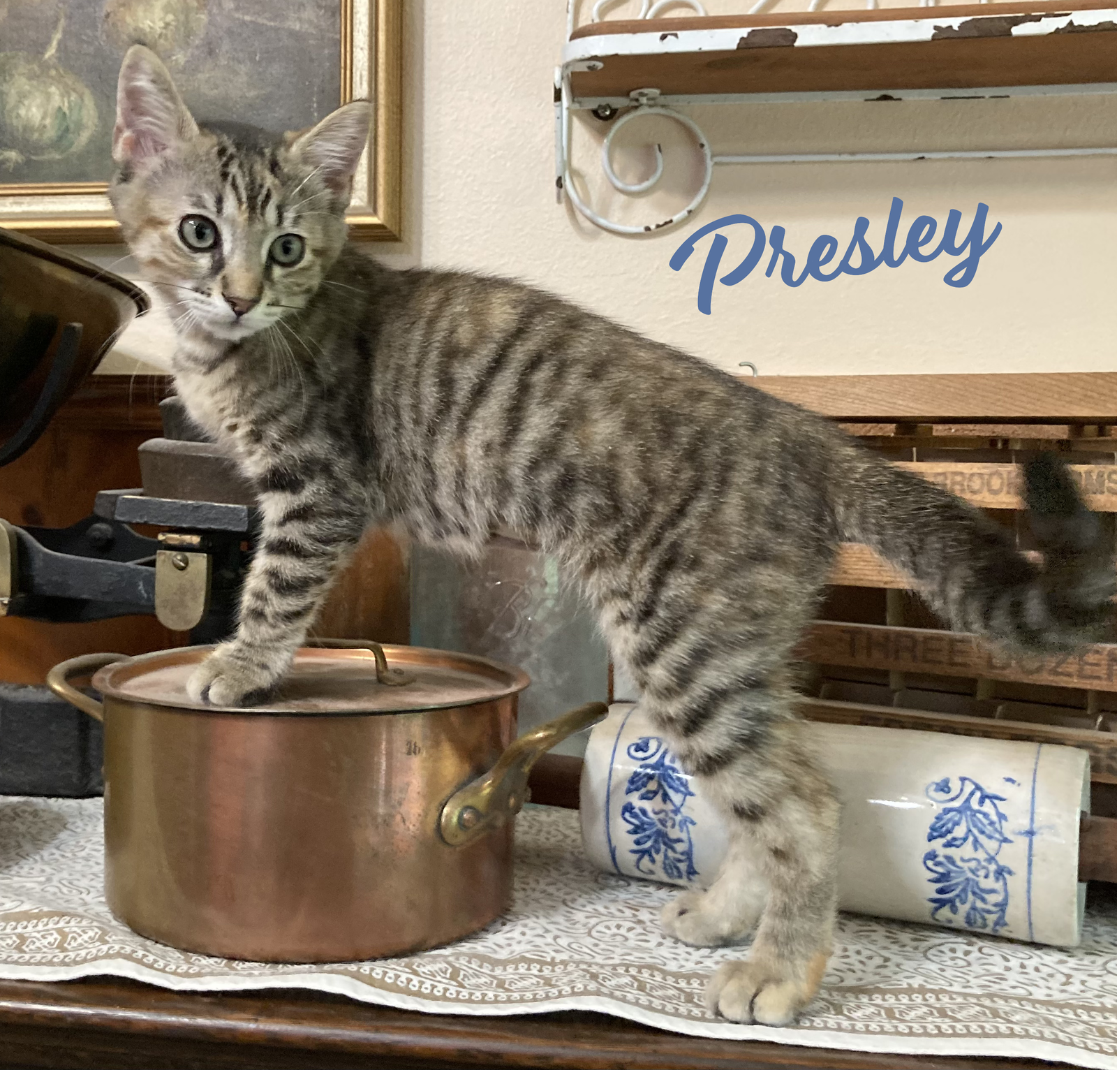 adoptable Cat in Houston, TX named Presley #road-warrior